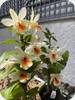 Den. Christy Dawn Shang Guest AM/AOS